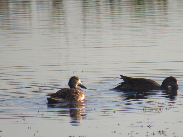 Blue-winged Teal