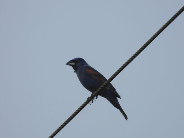 Blue Grosbeak