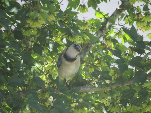 Blue Jay