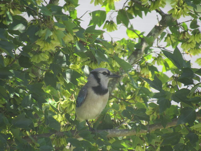 Blue Jay