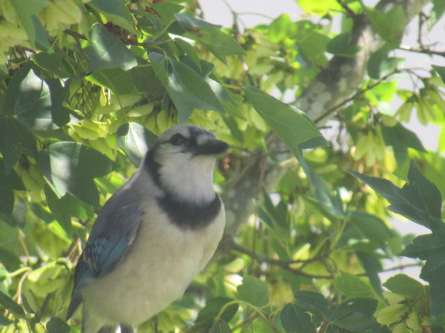 Blue Jay