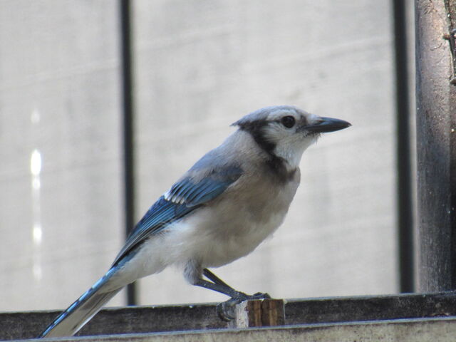 Blue Jay