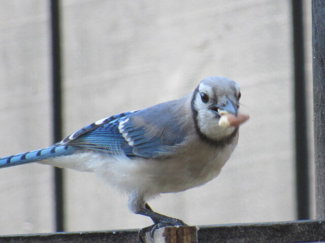 Blue Jay