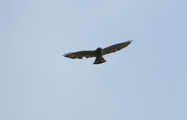 Broadwig Hawk Broad-winged Hawk