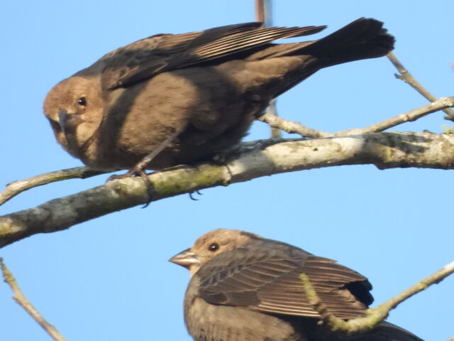 Brown-headed Cowbird
