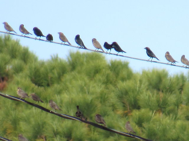Brown-headed Cowbird