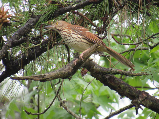 Brown Thrasher