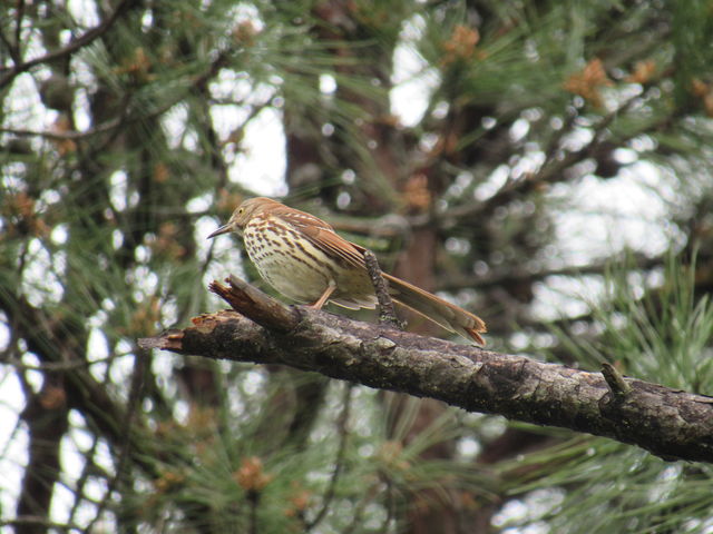 Brown Thrasher