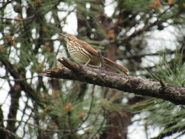 Brown Thrasher