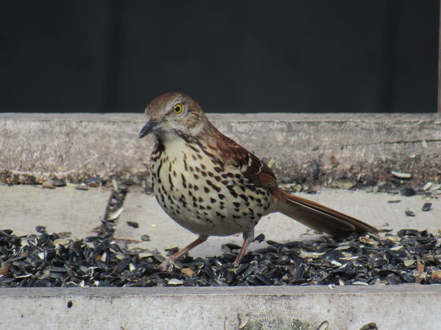Brown Thrasher