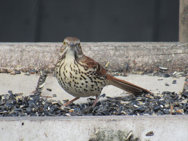 Brown Thrasher