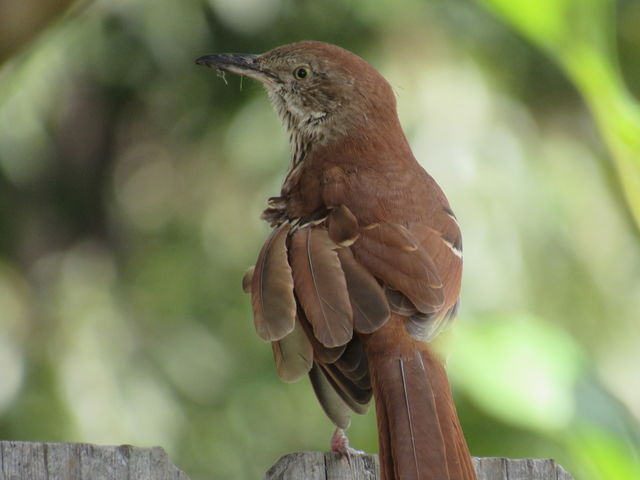 Brown Thrasher