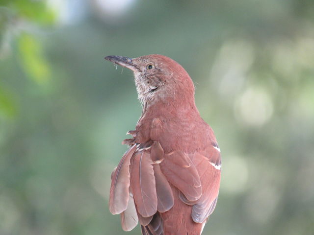Brown Thrasher