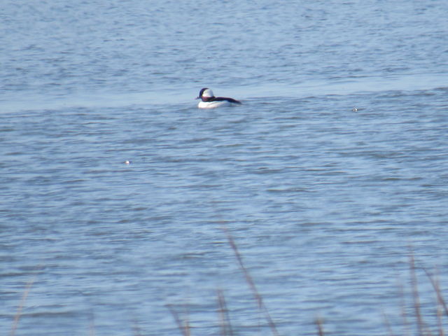 Bufflehead