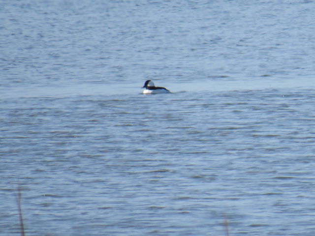 Bufflehead