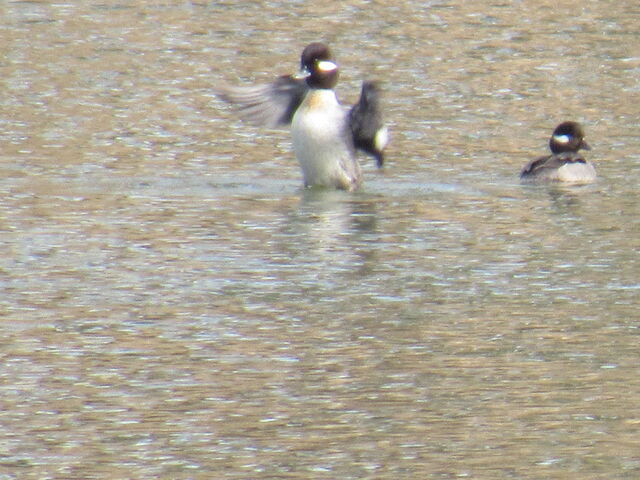 Bufflehead
