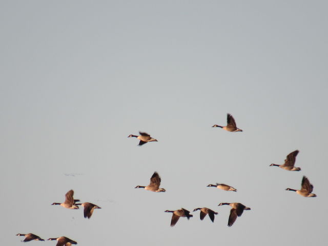 Canada Goose
