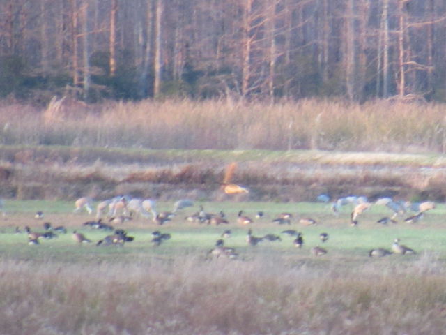 Canada Goose