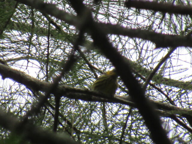 Cape May Warbler