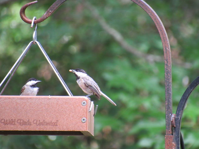 Carolina Chickadee