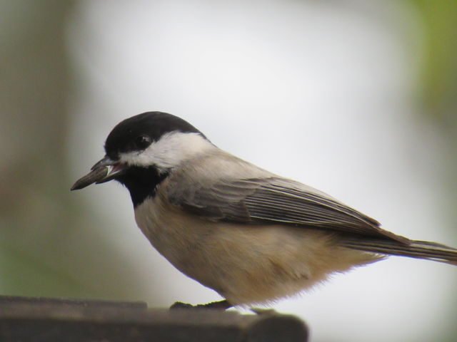 Carolina Chickadee