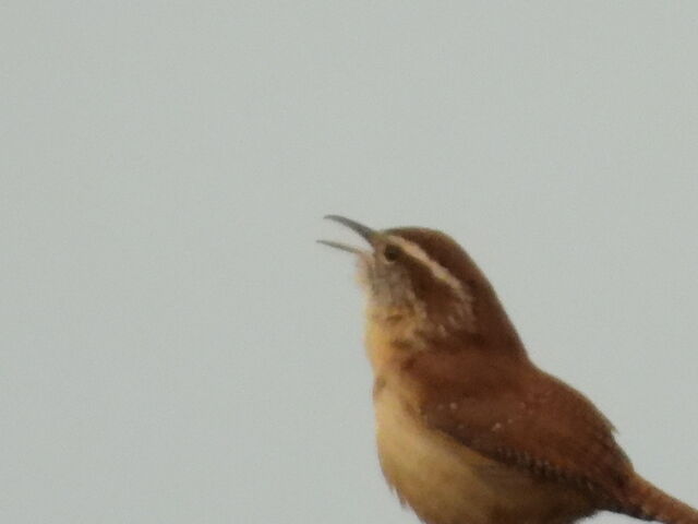 Carolina Wren