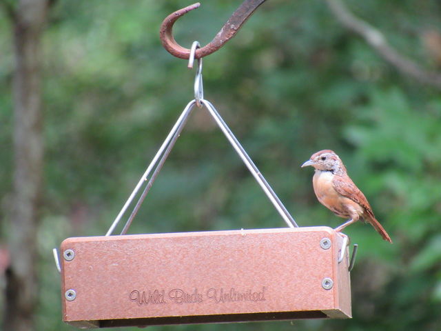 Carolina Wren