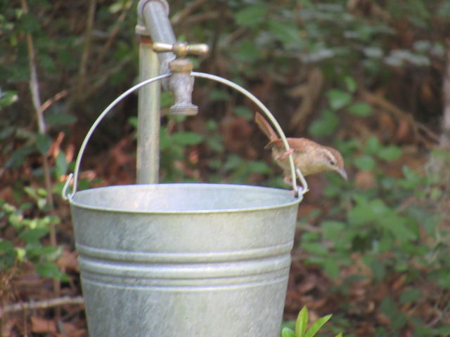 Carolina Wren