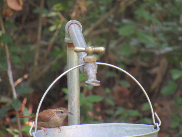 Carolina Wren