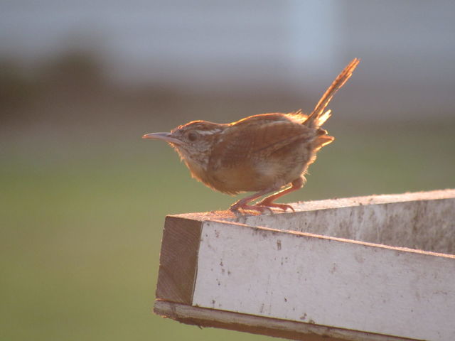 Carolina Wren