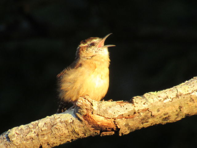 Carolina Wren