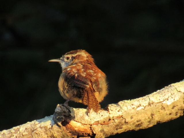 Carolina Wren