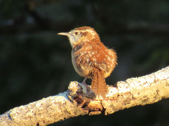 Carolina Wren