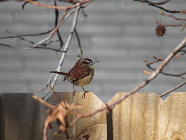 Carolina Wren