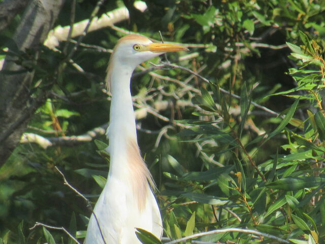 Western Cattle-Egret