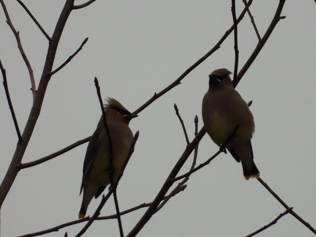 Cedar Waxwing