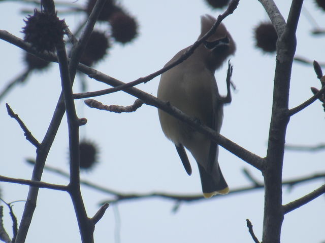 Cedar Waxwing