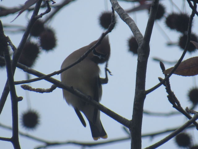 Cedar Waxwing