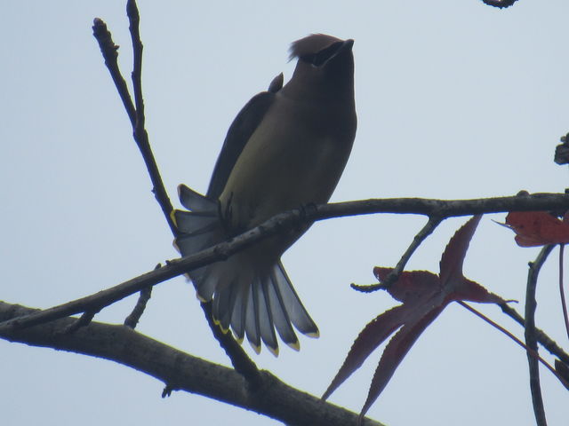 Cedar Waxwing