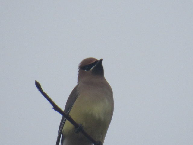 Cedar Waxwing