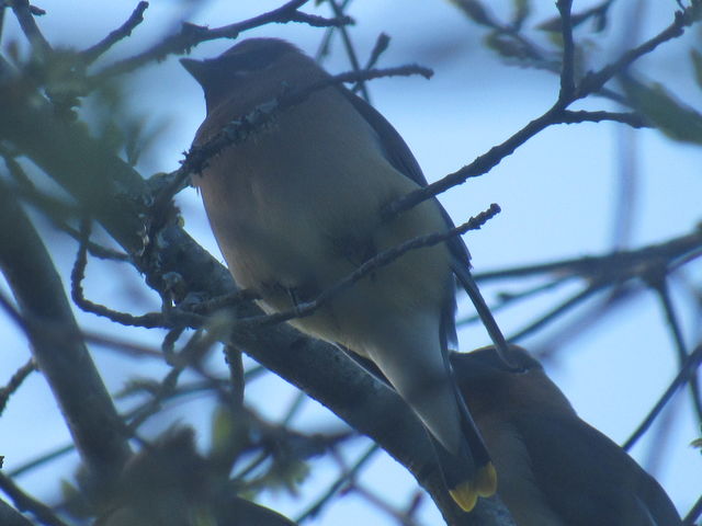 Cedar Waxwing