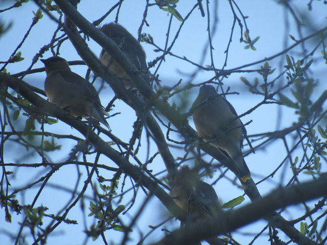 Cedar Waxwing
