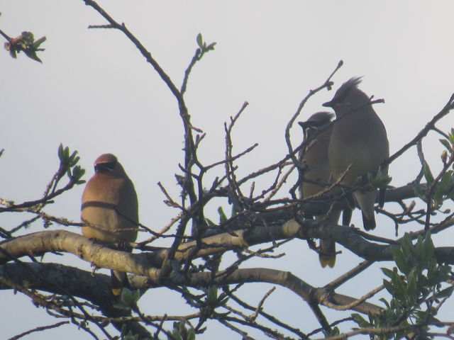 Cedar Waxwing