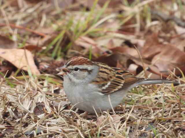 Chipping Sparrow