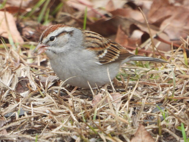 Chipping Sparrow