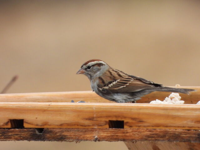 Chipping Sparrow
