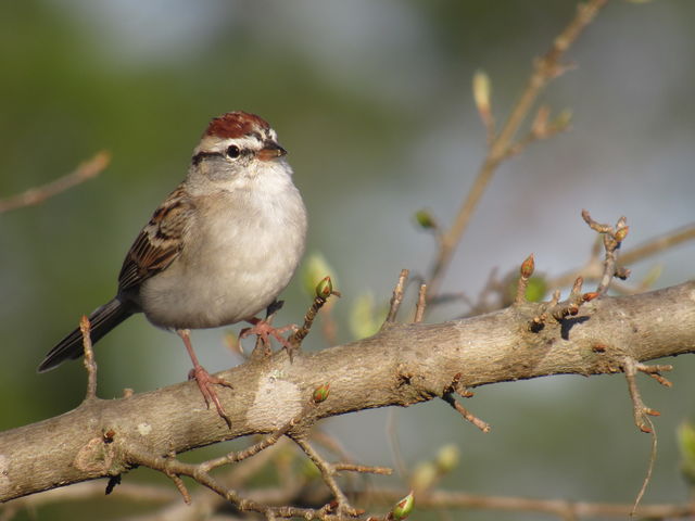 Chipping Sparrow