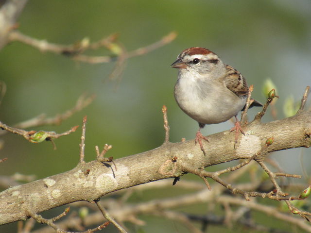 Chipping Sparrow