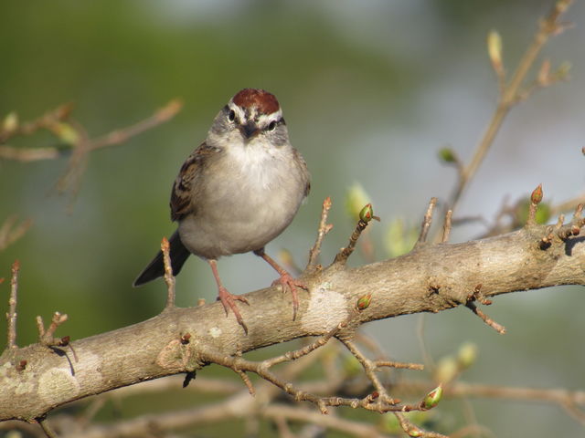 Chipping Sparrow