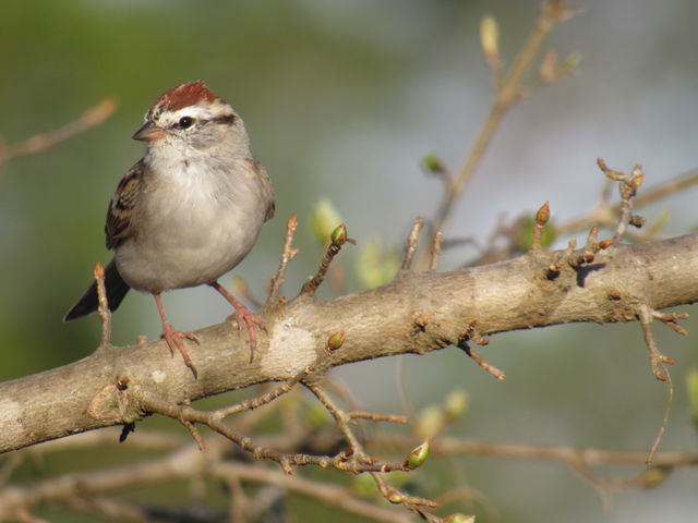 Chipping Sparrow